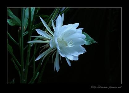 爱在刹那芳华 爱若昙花，刹那芳华