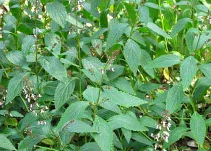 溪黄草 溪黄草治晚期肝癌