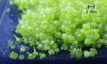 园艺植物生物技术 天使花房 园艺植物生物技术之快速繁殖