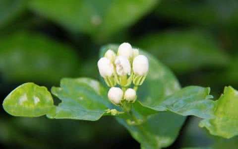 海石竹的栽培养护技巧 茉莉花的栽培技巧