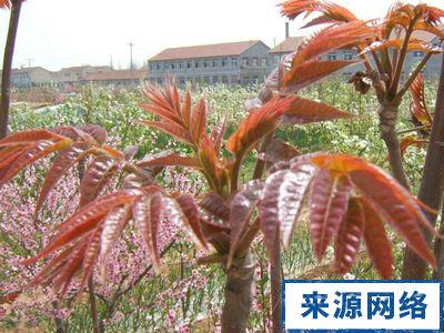 香椿有什么功效与作用 香椿有什么功效与作用 香椿有什么功效和作用