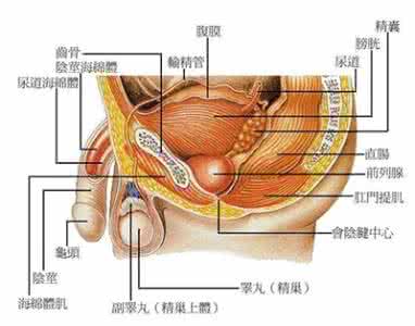 阴茎海绵体作用 海绵体起到什么作用 阴茎海绵体的作用
