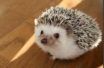 梦见刺猬 刺猬 梦见刺猬_刺猬