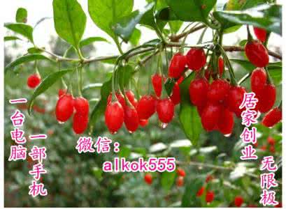 痛风的治疗偏方红萝卜 红萝卜缨是治痛风良药