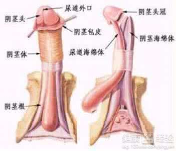 阴茎癌治好了寿命多少 一般情况下阴茎癌能治好吗