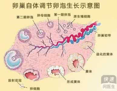 卵泡成熟不排的原因 卵泡成熟不排出是怎么回事