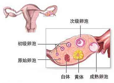 黄体破裂的治疗方法 什么是黄体破裂 黄体破裂的检查方法