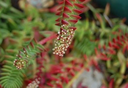 毛海星开花会死吗 茜之塔开花