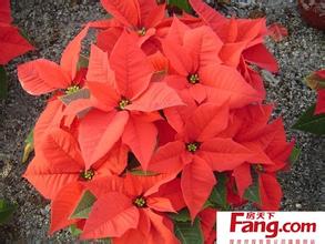 一品红药业招股说明书 门外汉 如何选购一品红 掌握六招门外汉也不怕