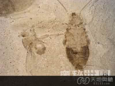 蟑螂化石 美国发现4900万年前古老蟑螂化石（图）