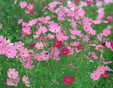 格桑花花语 格桑花图片 格桑花花语,格桑花图片欣赏