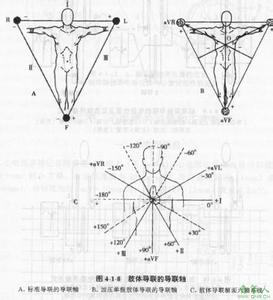 心电图导联体系 心电图导联 心电图的导联体系