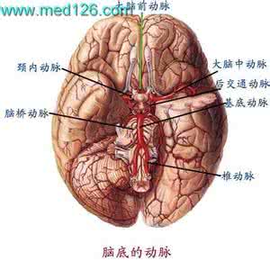 大脑血管 大脑血管 【健康】这根血管连通大脑，最易堵！别等出问题了才知道...