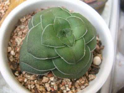 多肉植物巴的养护方法 巴Crassula..hemisphaerica基本养护篇