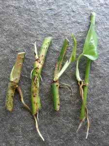 绿萝移植的方法与技巧 【一支绿萝成为一盆的技巧】