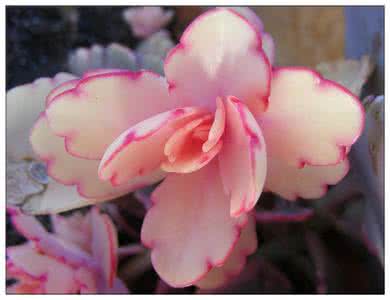 有趣的花朵 【转载】有趣的花朵