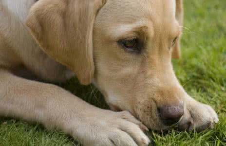拉布拉多犬市场价格 拉布拉多犬多钱 市场价格 拉布拉多犬多少钱一只