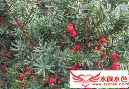 红豆杉移栽注意事项 红豆杉有毒吗 红豆杉的养殖方法及注意事项 红豆杉有毒吗 能否食用