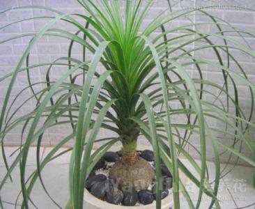 家庭盆栽花卉 家庭盆栽花卉酒瓶兰