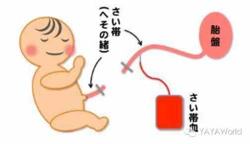 保留脐带血的费用 保留脐带血有什么意义 脐带血保存有意义吗?脐带血是忽悠还是真能治病?