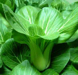 白菜型油菜 柠檬白菜油菜汁