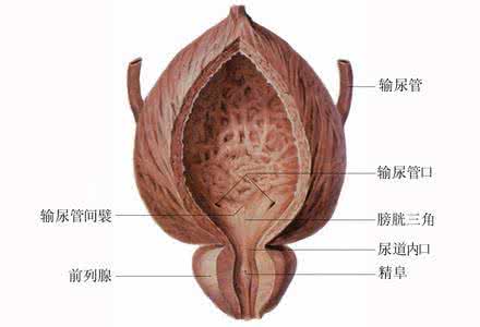膀胱炎吃什么药最好 吃什么对膀胱最好？