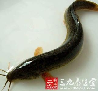 狗肉忌黄鳝 黄鳝忌狗肉