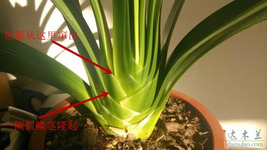 君子兰假鳞茎上的芽图 什么是君子兰的假鳞茎