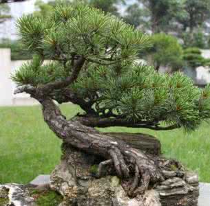 五针松盆景的养护方法 五针松 五针松盆景的养护方法