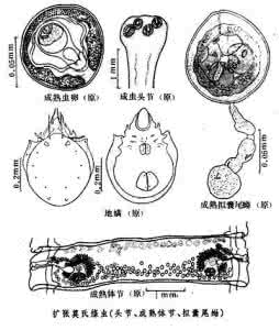金属莫氏硬度 莫氏绦虫属