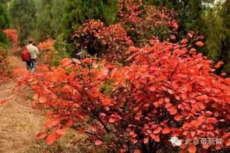 香山红叶 这15个红叶景点都比香山美,你去过几个?