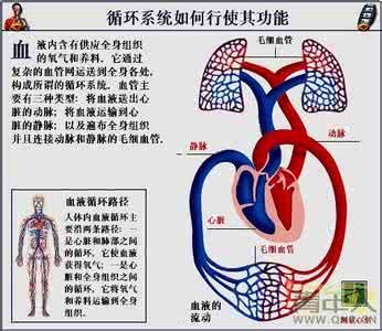 吃什么能帮助血液循环 吃什么可以促进血液循环