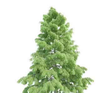 板涧河水库 雪松(Cedrus deodara)