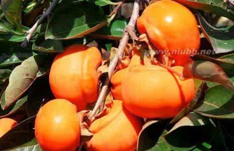 孕妇能不能吃柿子饼 孕妇能不能吃柿子