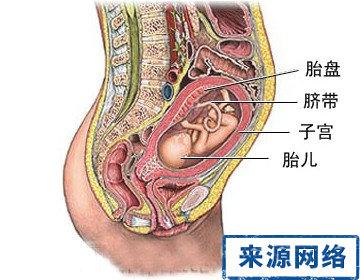 胎儿如何吸收营养 怎么样才能让胎儿吸收营养呢