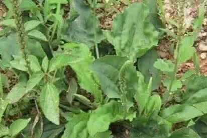 车前草治疗痛风 车前草是对付痛风的宝?(佰乐相马的回答,760赞)