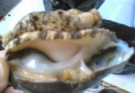 新鲜鲍鱼如何清洗 如何清洗鲜鲍鱼