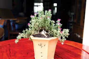 姬红小松 姬红小松 姬红小松的养殖方法-姬红小松的简介