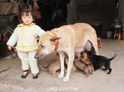 刚出生的狗狗怎么照顾 高龄狗狗怎么照顾？