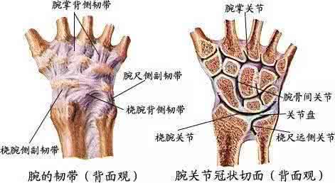 第一腕掌关节脱位手术 腕关节脱位 常用脱腕反击术教学