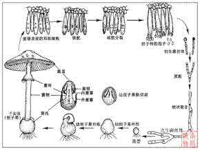 担子菌亚门的药用植物 担子菌亚门