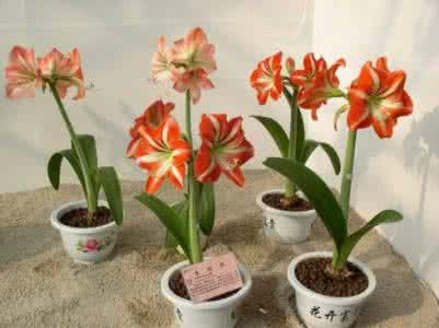 朱顶红图片和养殖方法 盆栽朱顶红的养殖方法（图）