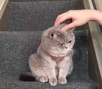 猫为什么这么可爱 怎么会有可以这么可爱这么漂亮这么胖的猫