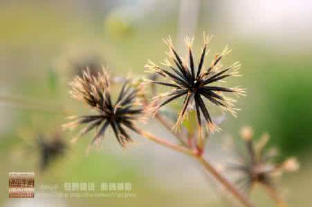 鬼针草降血压多久有效 红枣、山楂、鬼针草，降血脂降血压