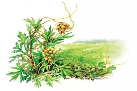菟丝子 安胎良药菟丝子,可惜知道的人不多