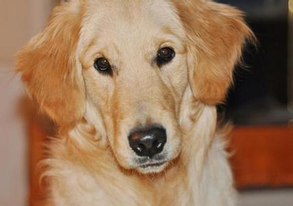 猫咪为什么闻主人鼻子 主人们为什么都那么在意狗狗的鼻子是否干燥