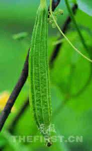 丝瓜的做法大全 桂花丝瓜的做法