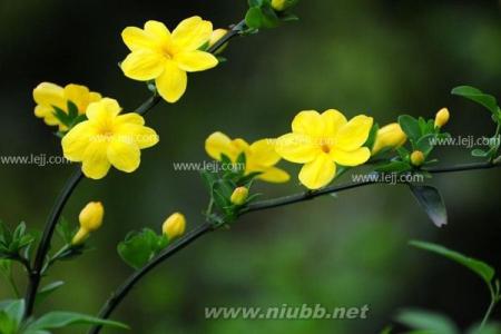 迎春花开花时间 迎春花几月开 迎春花几月开花,迎春花开时间