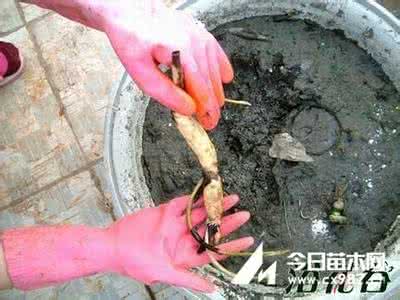 碗莲藕种入土方法图解 碗莲藕根的种植方法