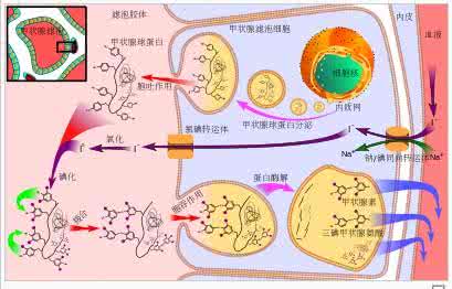 乳化异氟醚 Kupffer细胞介导乳化异氟醚预处理对大鼠肝缺血再灌注损伤的保护